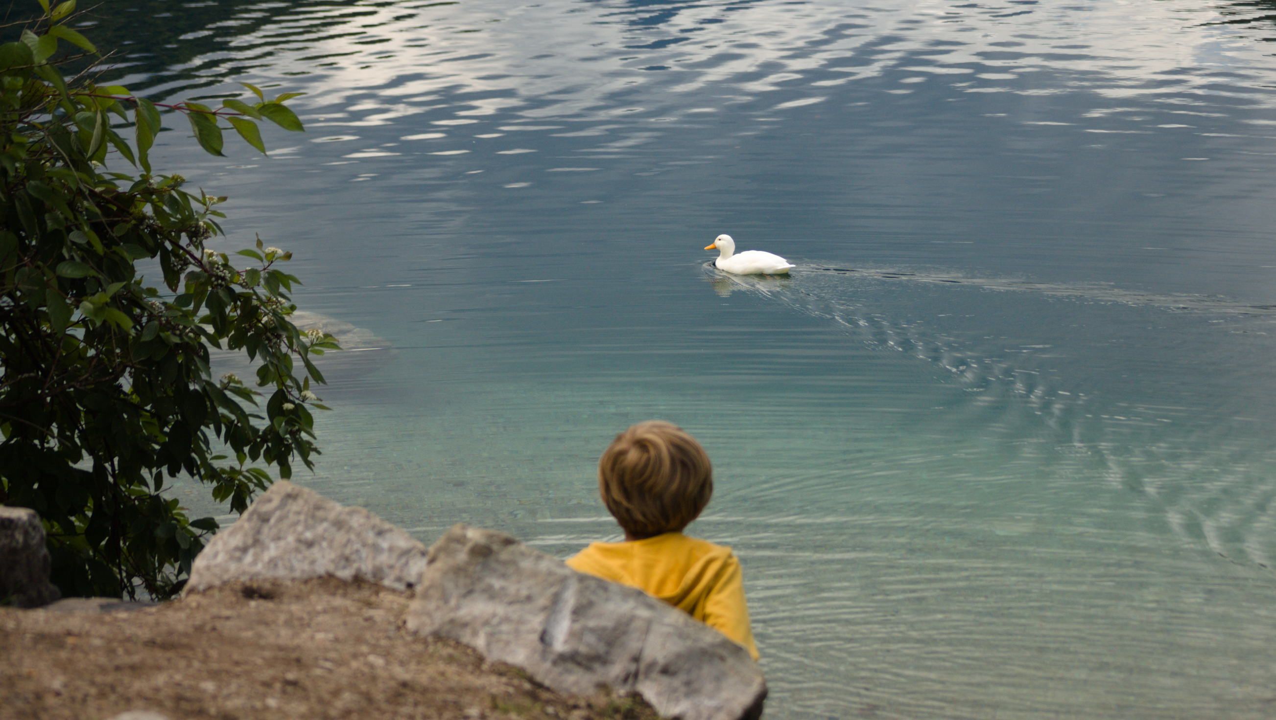 Boy observes a duck